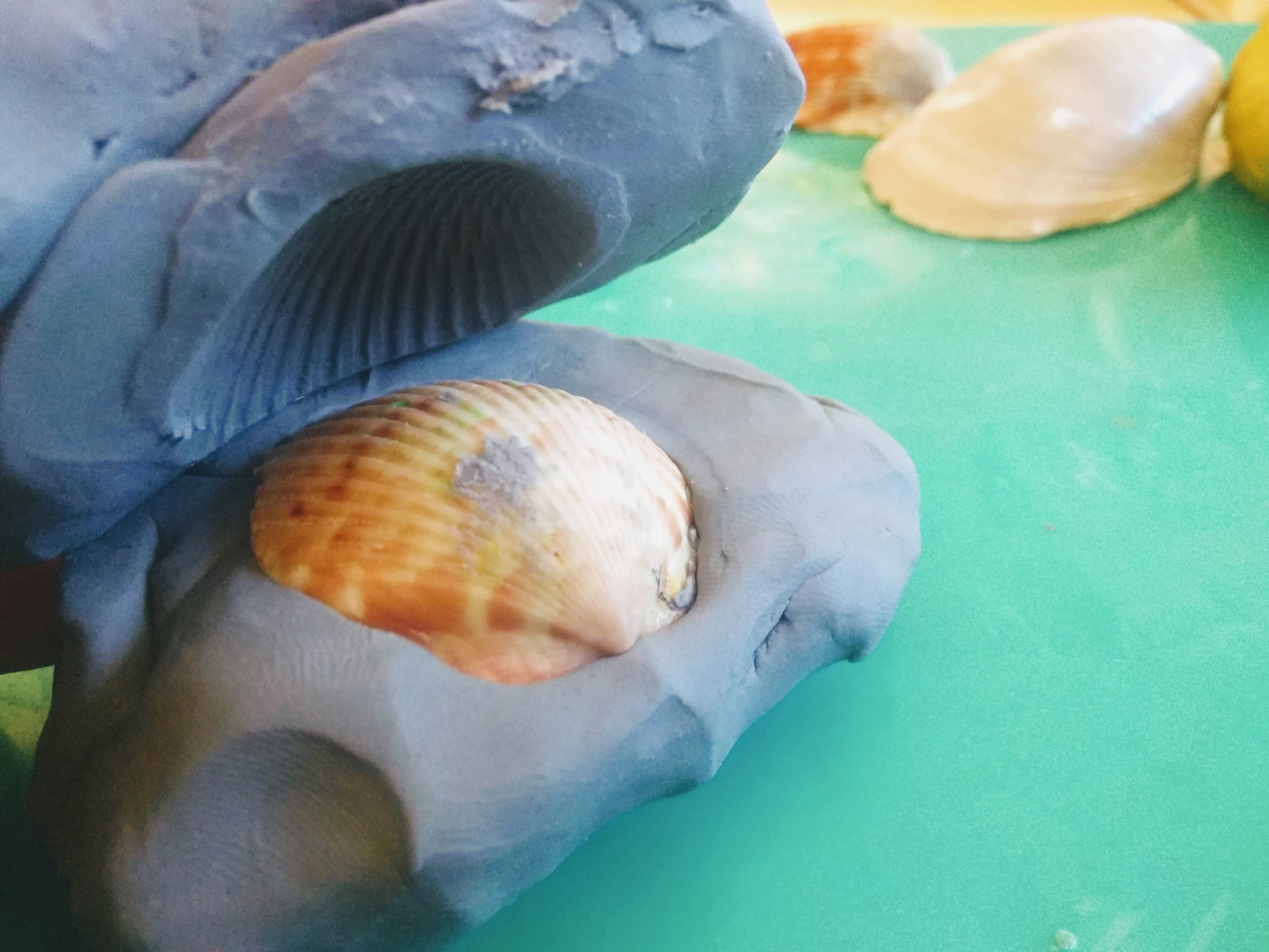 fossil formation lab