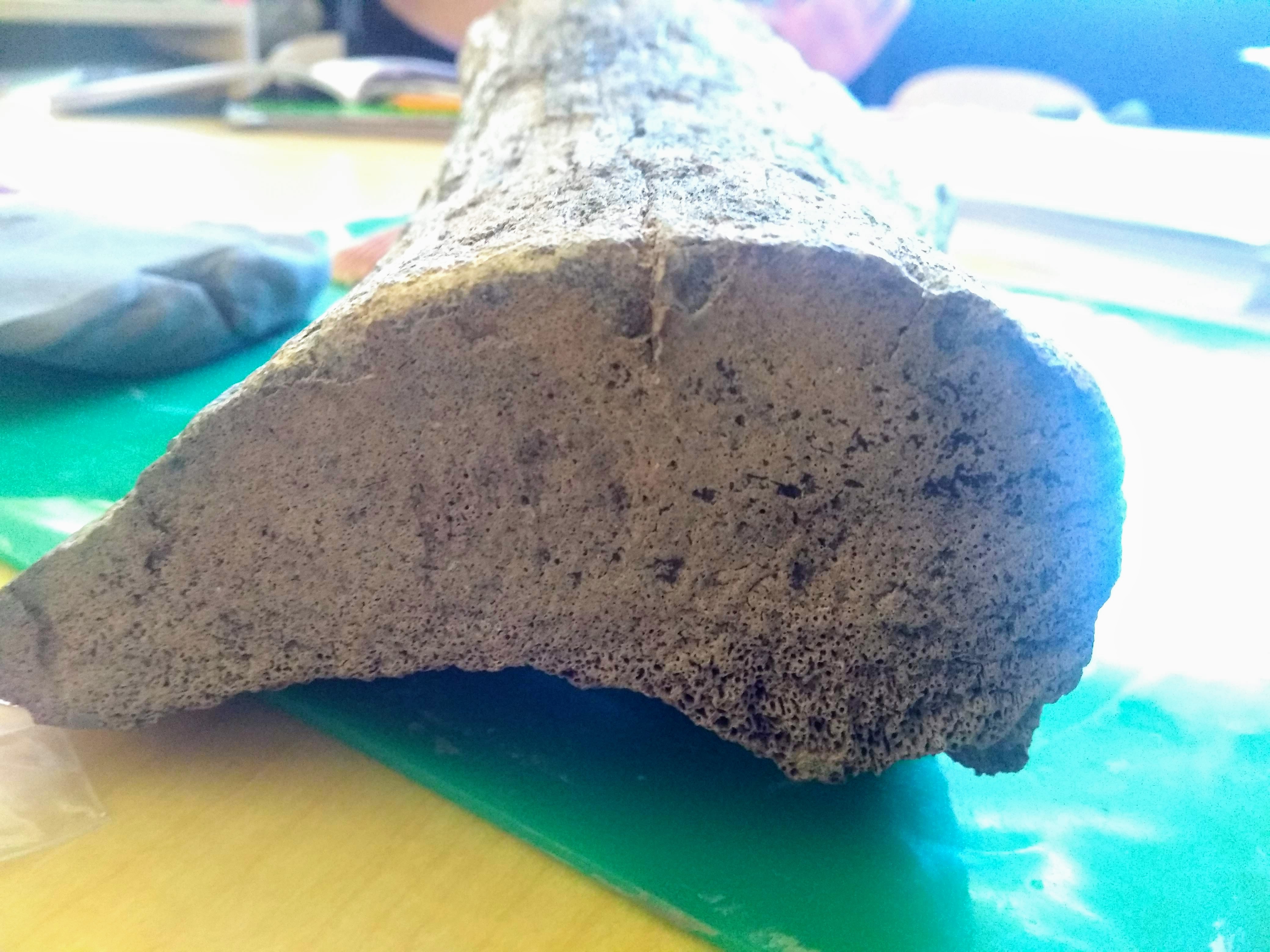 fossil formation lab petrified wood