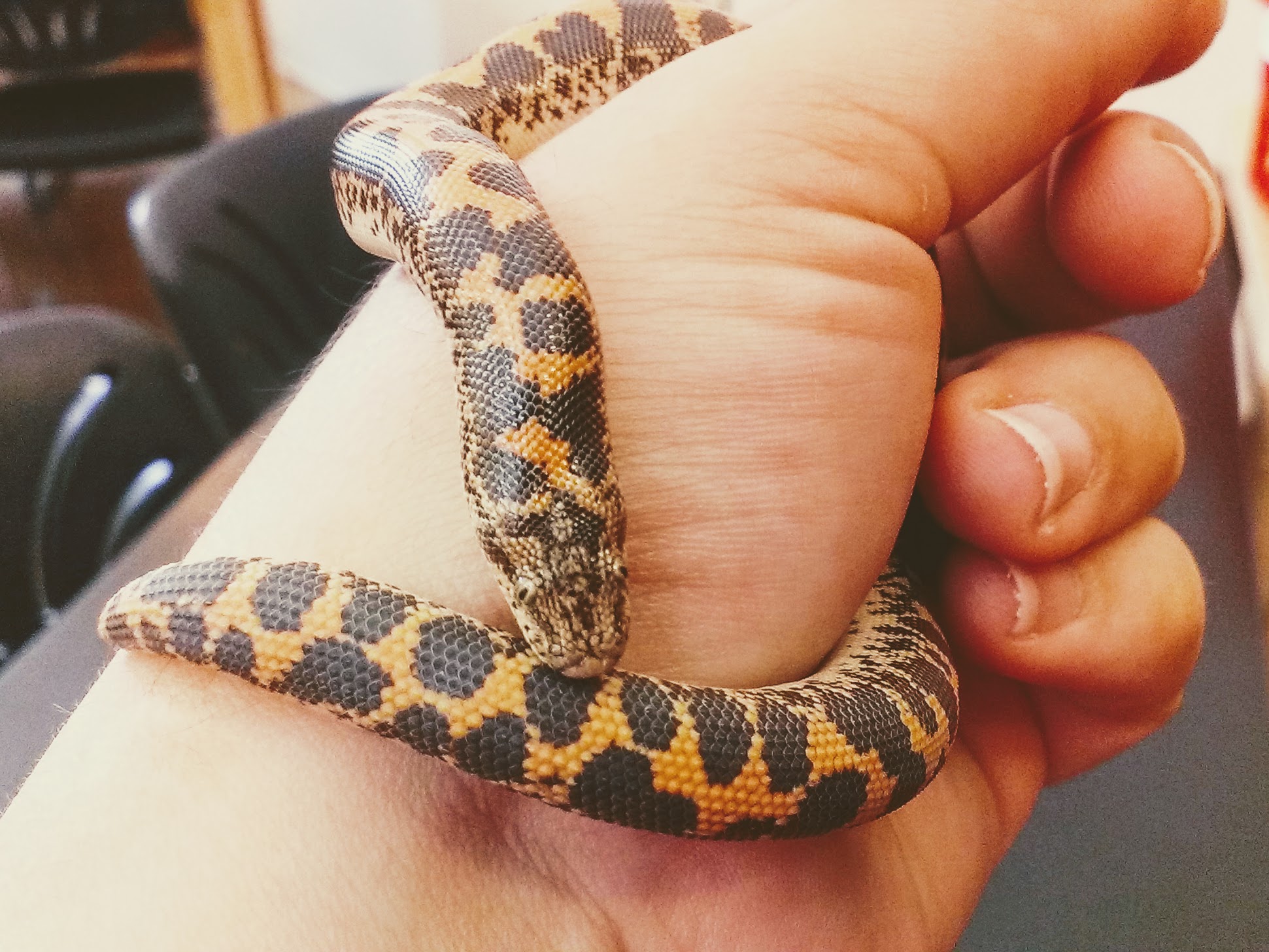 class pets in the classroom snake kenyan sand boa orange