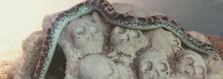 class pets in the classroom