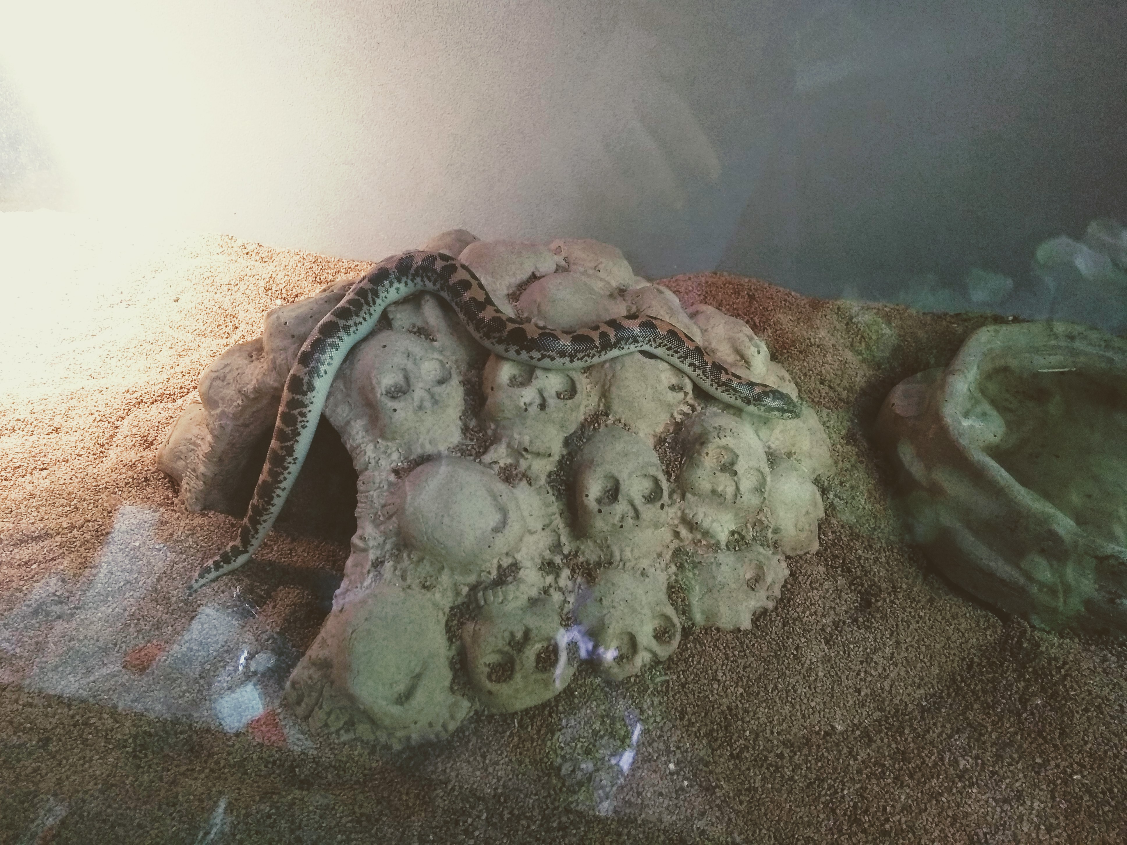 class pets in the classroom snake kenyan sand boa