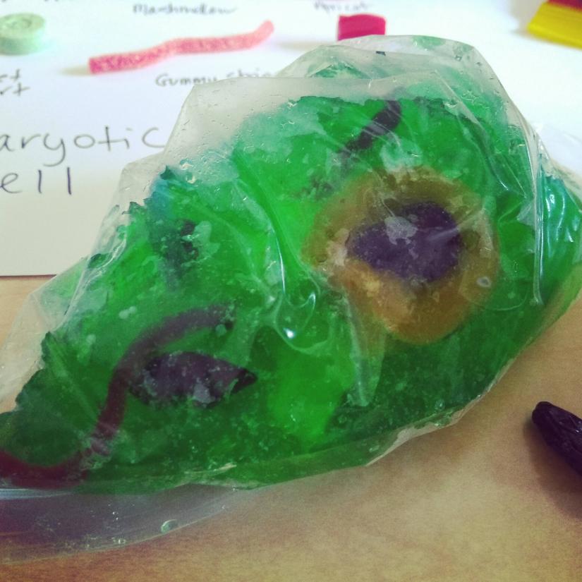 eukaryotic cell model