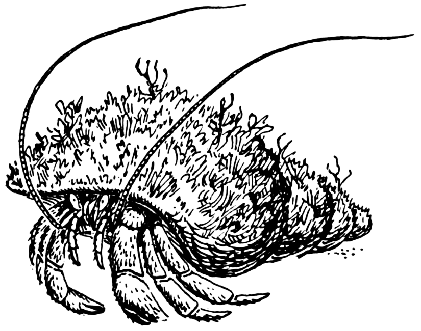 teaching science with art animal adaptations for kids