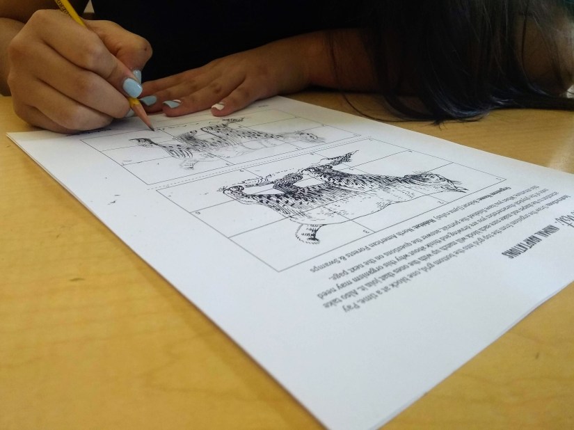 teaching science with art animal adaptations for kids bobcat